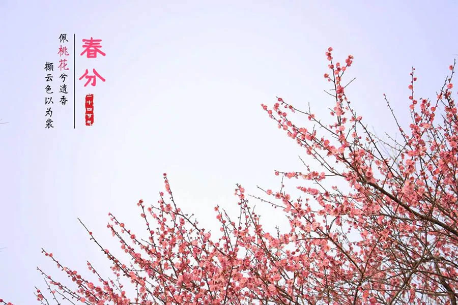 春分 | 百万红包全”分”你，紫珺保愿你今春好心情!｜原文章配图